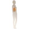 SECCHIELLO GEO CLASSIC CD0826000 ALVIERO MARTINI 1A CLASSE